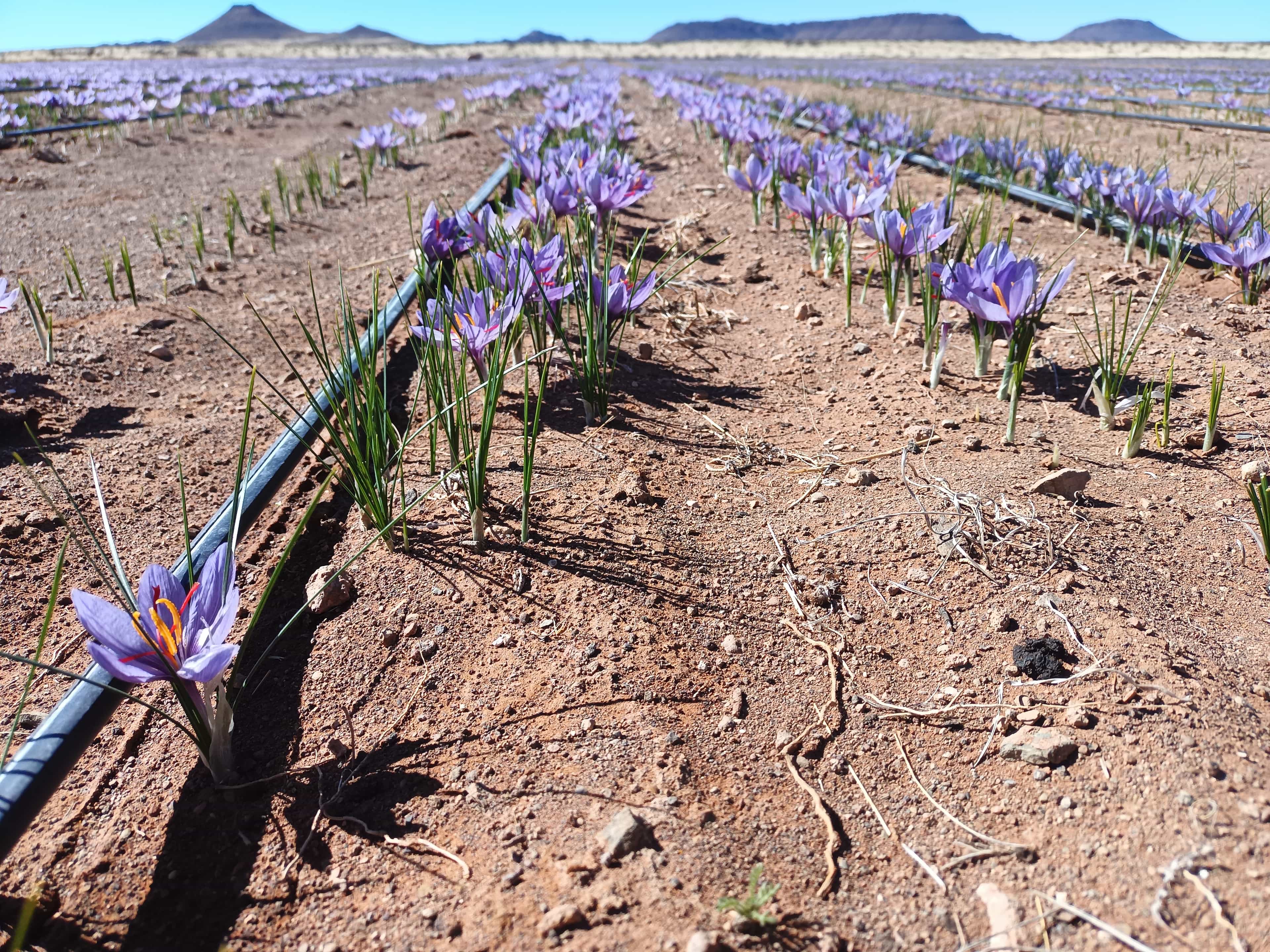 saffron fields